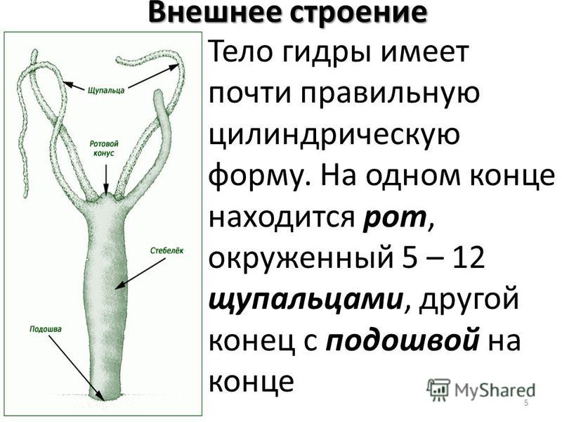 Кракен ссылка 2 веб